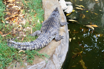 small nile crocodile posing in his paddock. Nile, Egypt