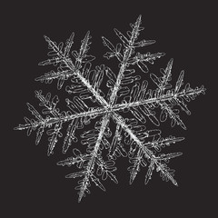 Snowflake isolated on black background. Vector illustration based on macro photo of real snow crystal: elegant stellar dendrite with hexagonal symmetry, complex ornate shape and intricate details.