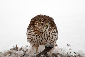 Cooper Hawk