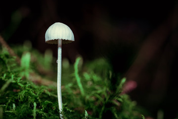 small white mushrooms together. Don't know name. Photo taken in Ravensdale forest park, co louth,...