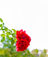 beautiful rose standing in the garden