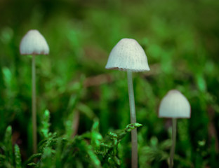 small white mushrooms together. Don't know name. Photo taken in Ravensdale forest park, co louth, ireland.