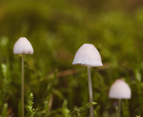 small white mushrooms together. Don't know name. Photo taken in Ravensdale forest park, co louth,...