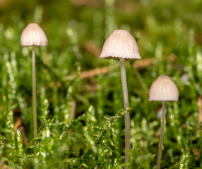 small white mushrooms together. Don't know name. Photo taken in Ravensdale forest park, co louth, ireland.