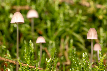 small white mushrooms together. Don't know name. Photo taken in Ravensdale forest park, co louth,...