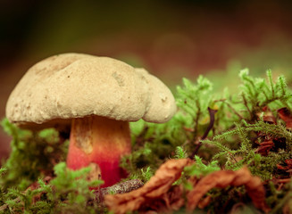 Rubroboletus legaliae