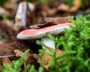 Russula