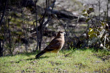 Pajaro, sol, naturaleza de la Patagonia
