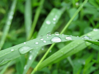 Morning dew drops on a blade of grass. Water drops glittering on green grass, freshness concept, nature background