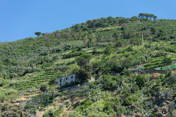 Fototapeta na wymiar Italy,Cinque Terre, Vernazza, a large wineyard farm om the moutanin slope, terrace farming