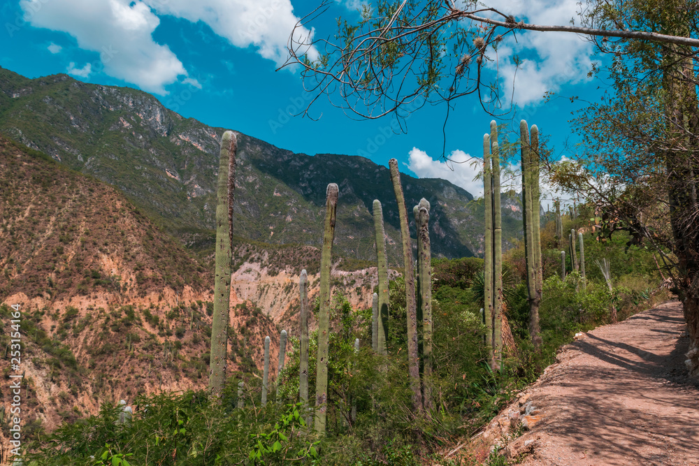 Wall mural Wild cactus between the mountains