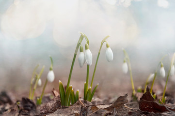 The first spring flowers of snowdrops on a warm March morning in the forest.
