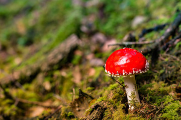 Amanita muscaria