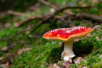 Amanita muscaria