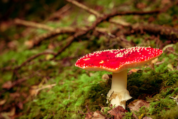 Amanita muscaria