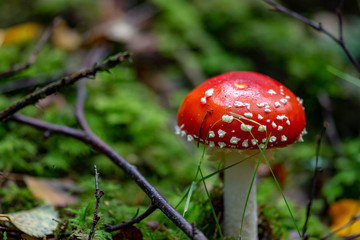 Amanita muscaria