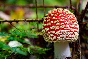 Amanita muscaria