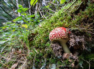 Amanita muscaria