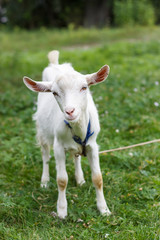 Naklejka na ściany i meble gray white goat goat grazes in a meadow summer or spring sunny spring summer sunny mood animal warming in the meadow
