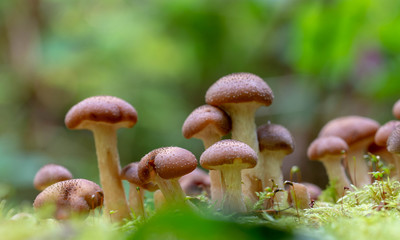 Armillaria mellea