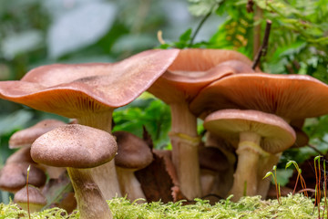 Armillaria mellea
