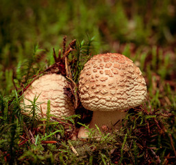 Armillaria mellea