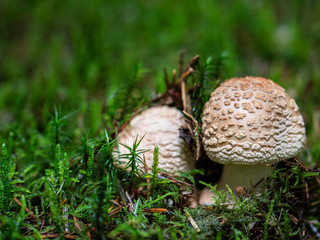 Armillaria mellea