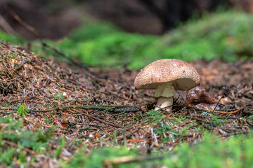 Armillaria mellea