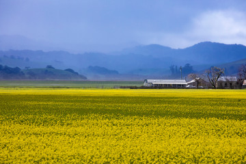 Colorful field of yellow flowers with mountains in background in Napa Valley, California.