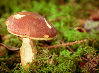 Boletus badius