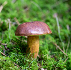 Boletus badius