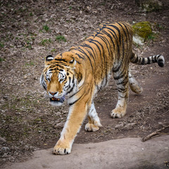 The Siberian tiger (Panthera tigris tigris) also called Amur tiger (Panthera tigris altaica) in the ZOO