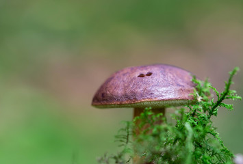 Boletus badius