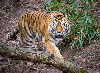 The Siberian tiger (Panthera tigris tigris) also called Amur tiger (Panthera tigris altaica) in the ZOO