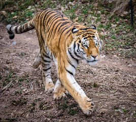 The Siberian tiger (Panthera tigris tigris) also called Amur tiger (Panthera tigris altaica) in the ZOO