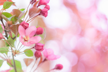Obraz na płótnie Canvas Spring Bloom Flowering Fruit Tree