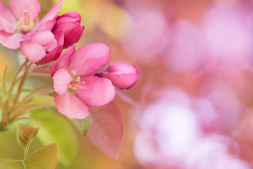 Fototapeta na wymiar Beautiful Pink Flowering Tree Blossom