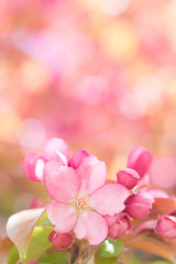 Beautiful Pink Springtime Flowering Tree Blossom