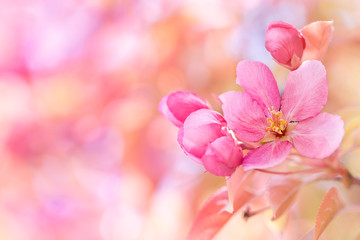 Fototapeta na wymiar Beautiful Springtime Pink Flowering Tree Blossom