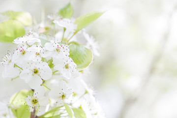 Blossoming White Cherry Tree