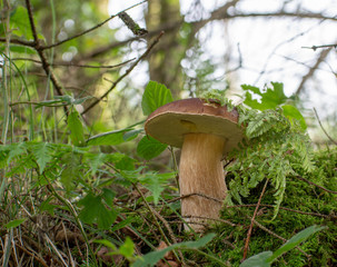 Boletus edulis