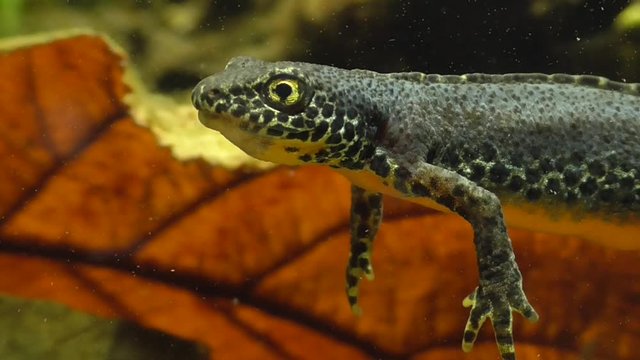 Bergmolche, Alpine newt, Ichthyosaura alpestris