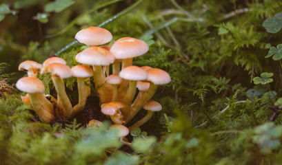 Hypholoma fasciculare