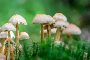 Hypholoma fasciculare