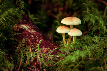 Hypholoma fasciculare