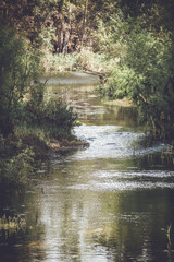 River bank forest