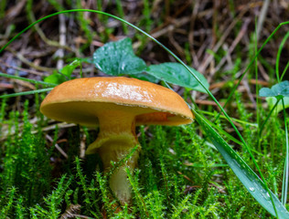 Suillus grevillei