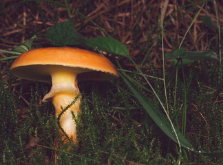 Suillus grevillei
