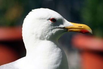Seagull in town, Porec