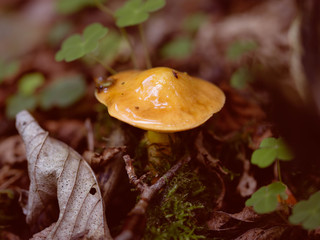 Suillus grevillei